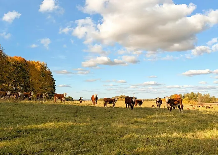 Swierkowe Ranczo * Raciszewo